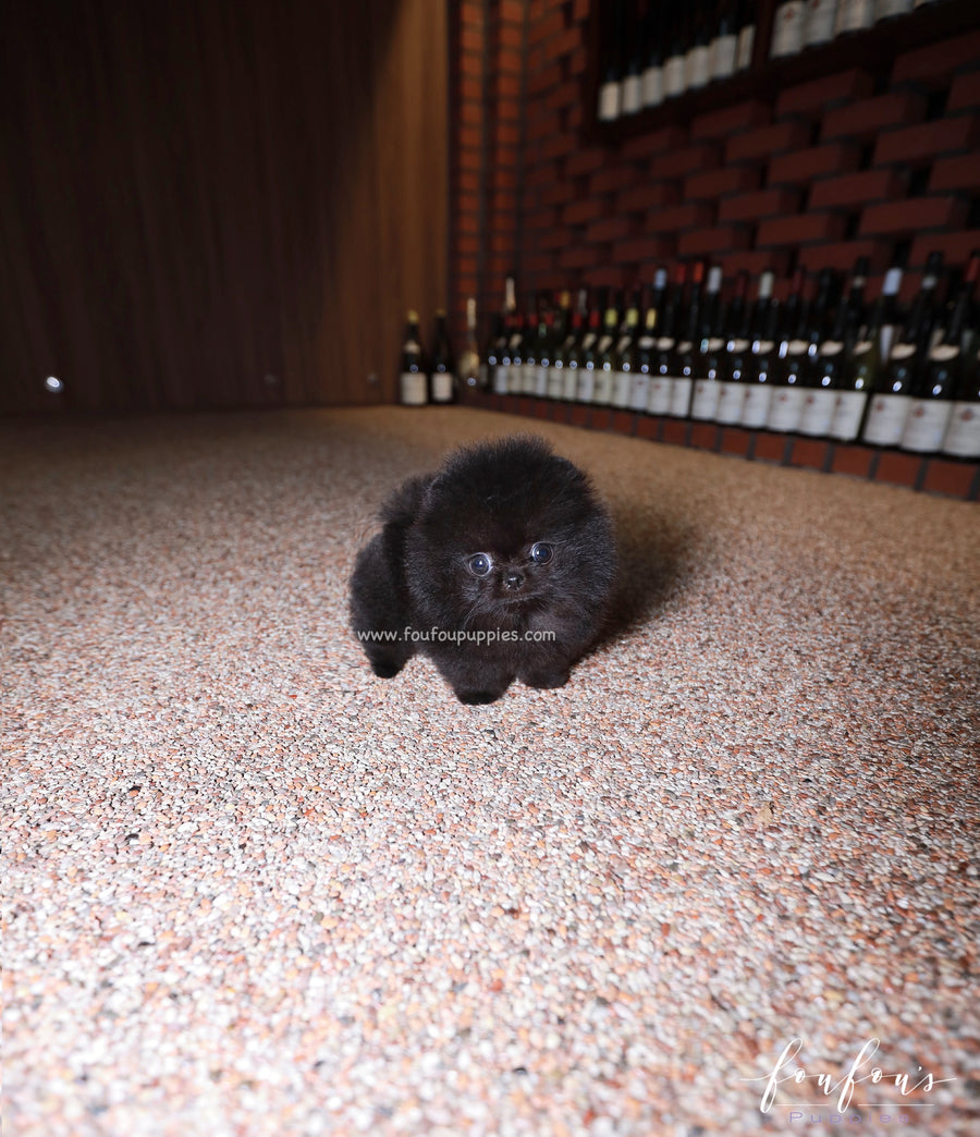 Matix - Pomeranian M.