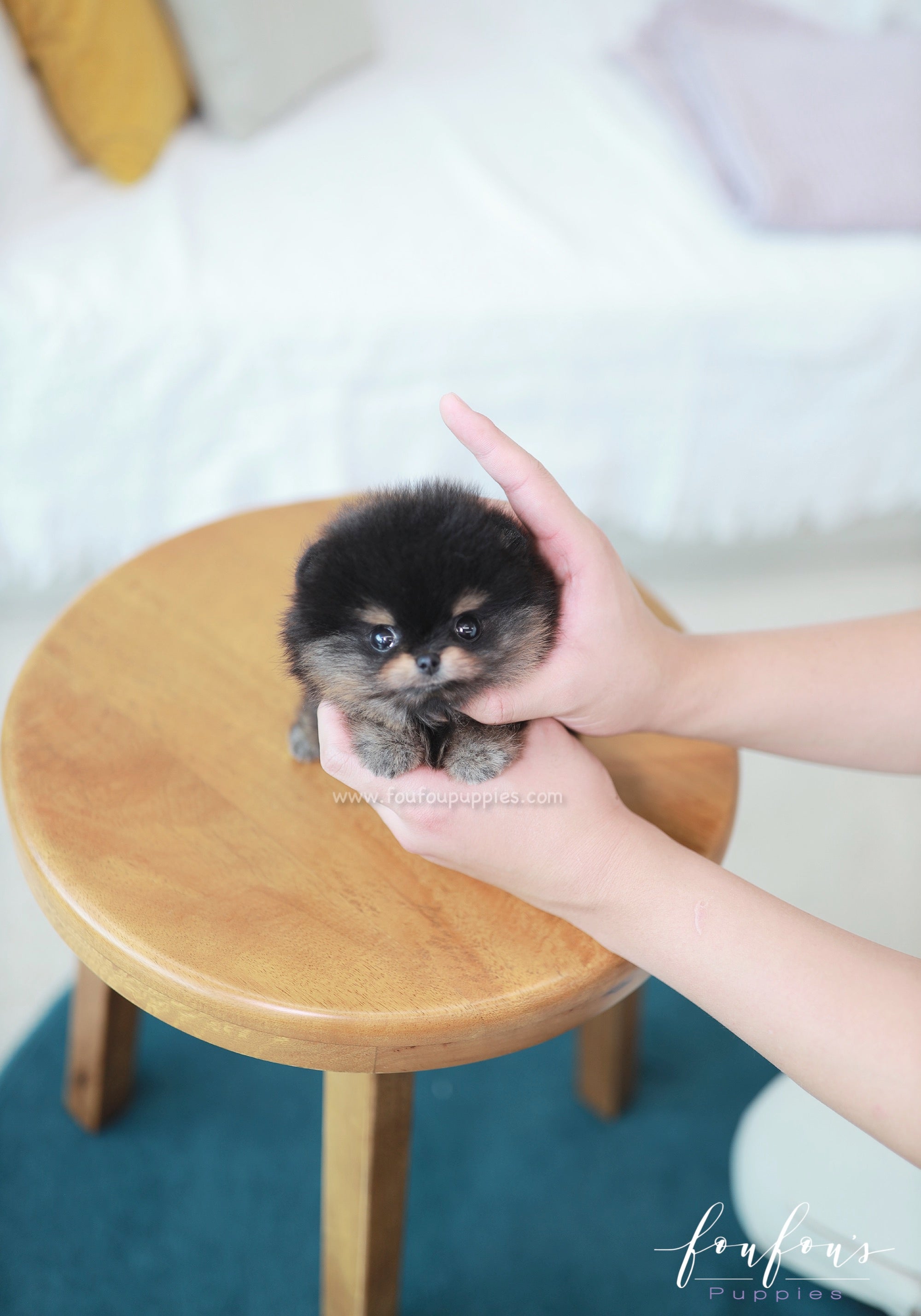 Teeny - Pomeranian M.