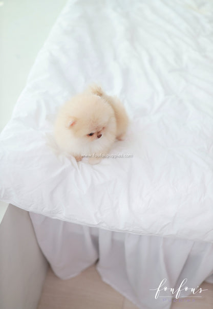 Coco - Pomeranian F.