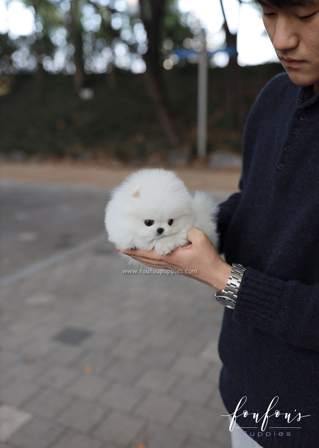 Aspen - Pomeranian F.