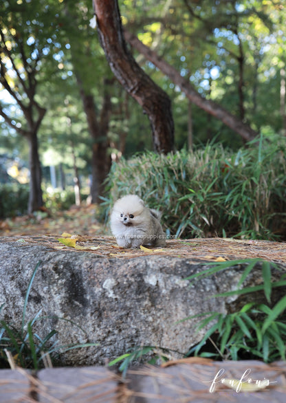 Puffball - Pomeranian M.