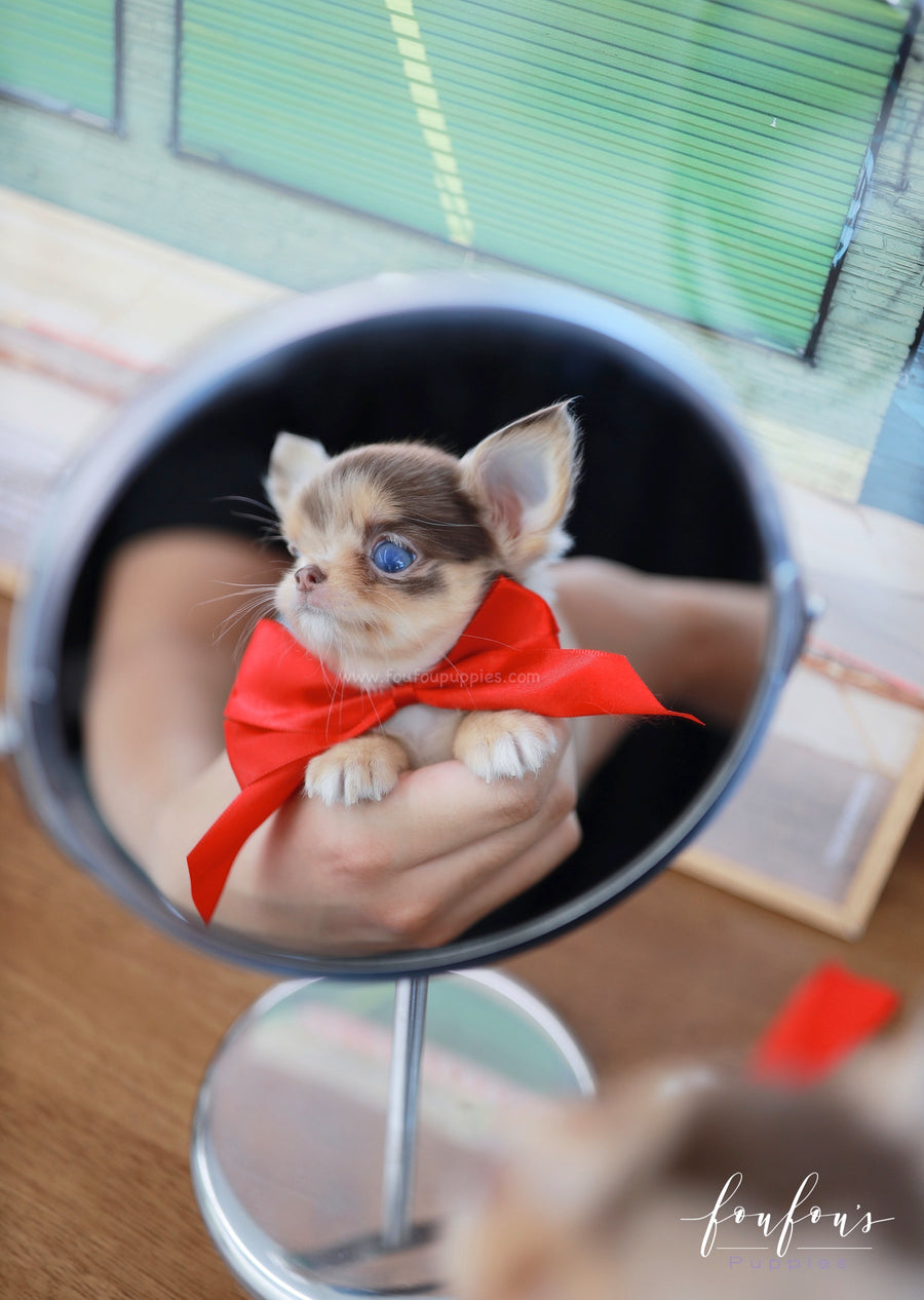 Marbella - Chihuahua F.