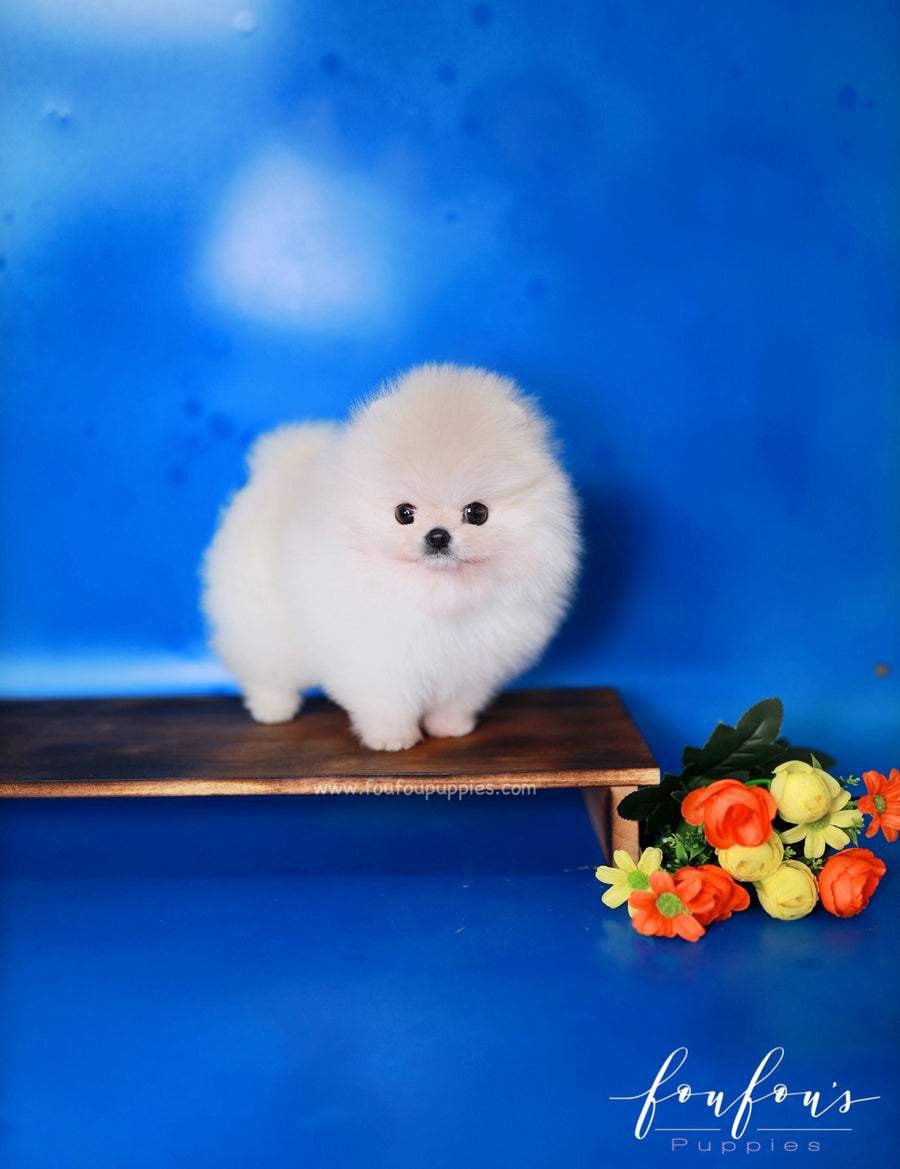 Cotton - Pomeranian F.