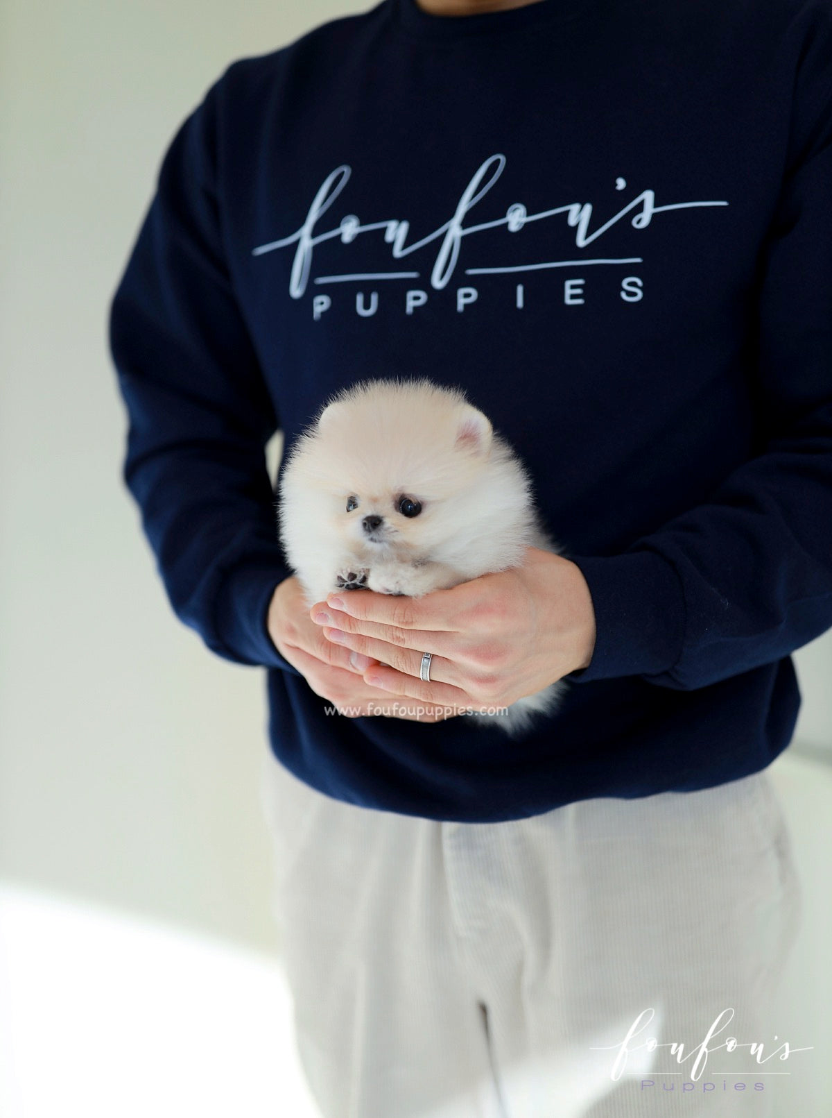 Honey - Pomeranian F.