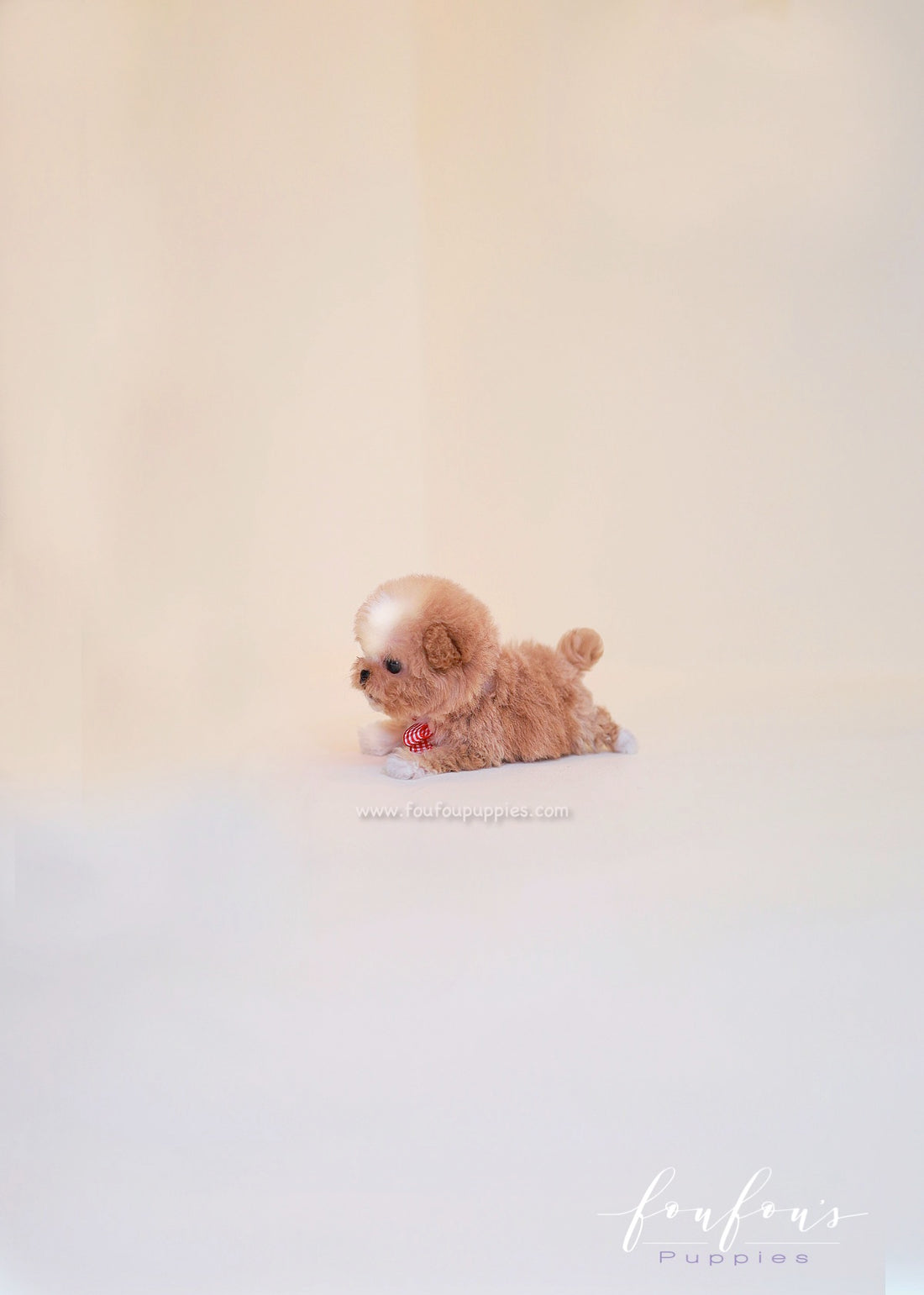 Lilly - Poodle F.