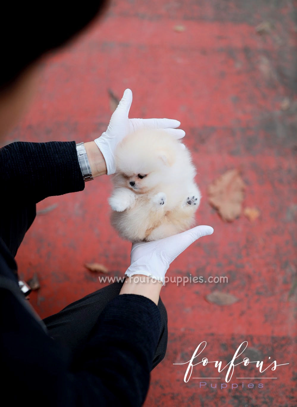 Amore- Pomeranian F.