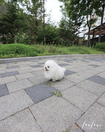 Sushi - Pomeranian M.