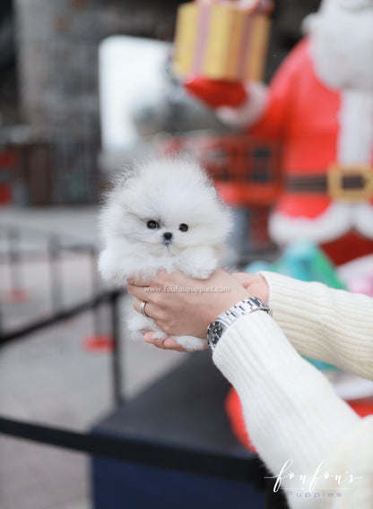 Pucci - Pomeranian M.