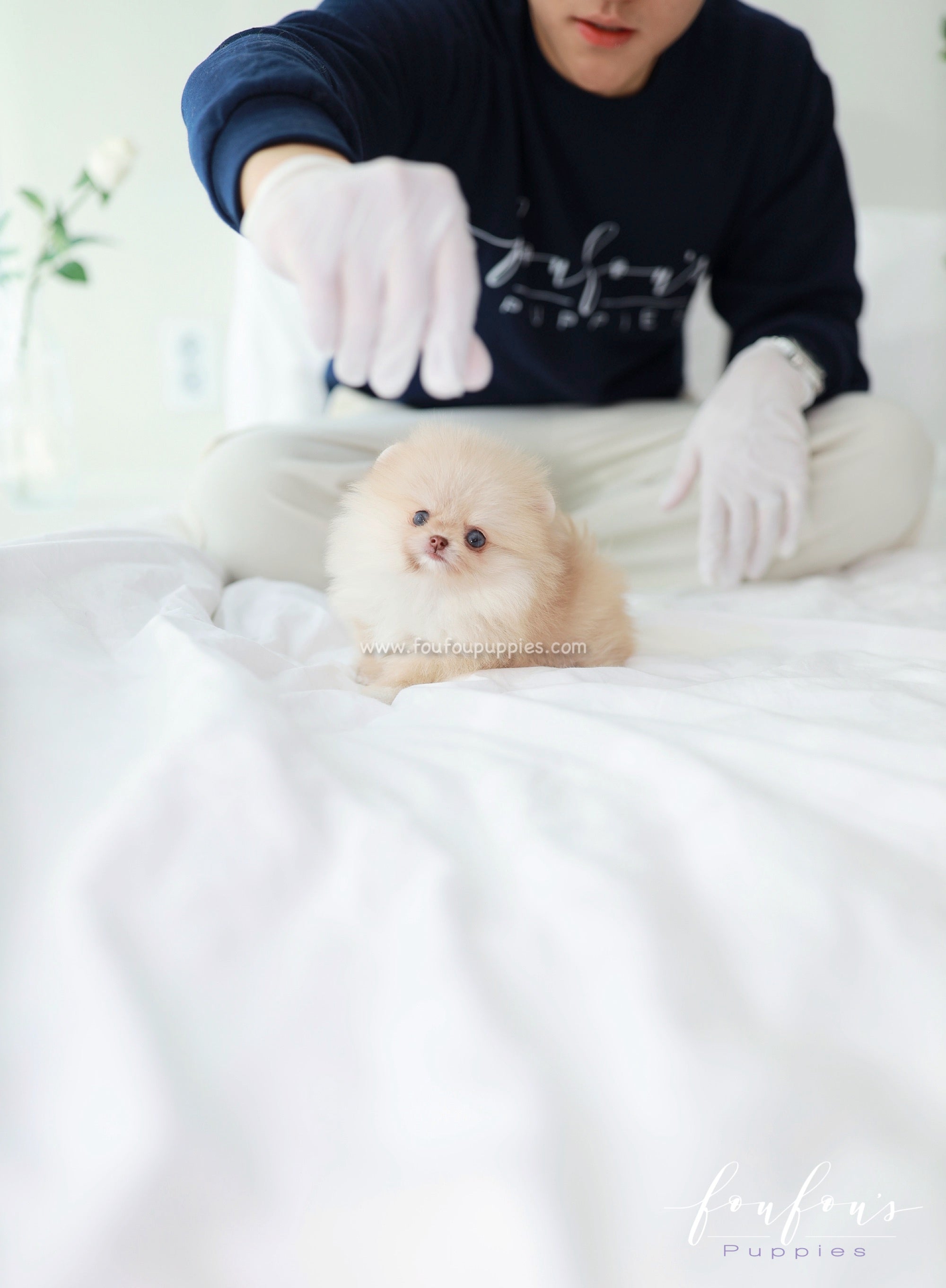 Coco - Pomeranian F.