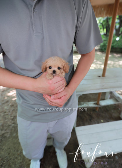 Pixie - Maltipoo F.