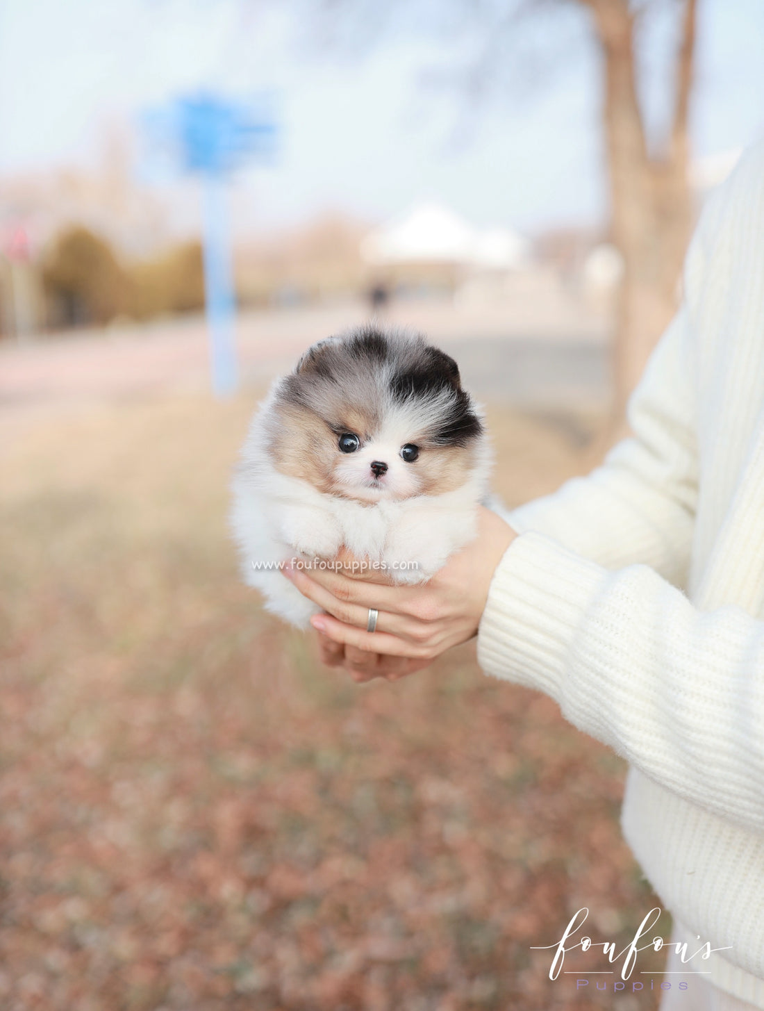 Kai - Pomeranian M.