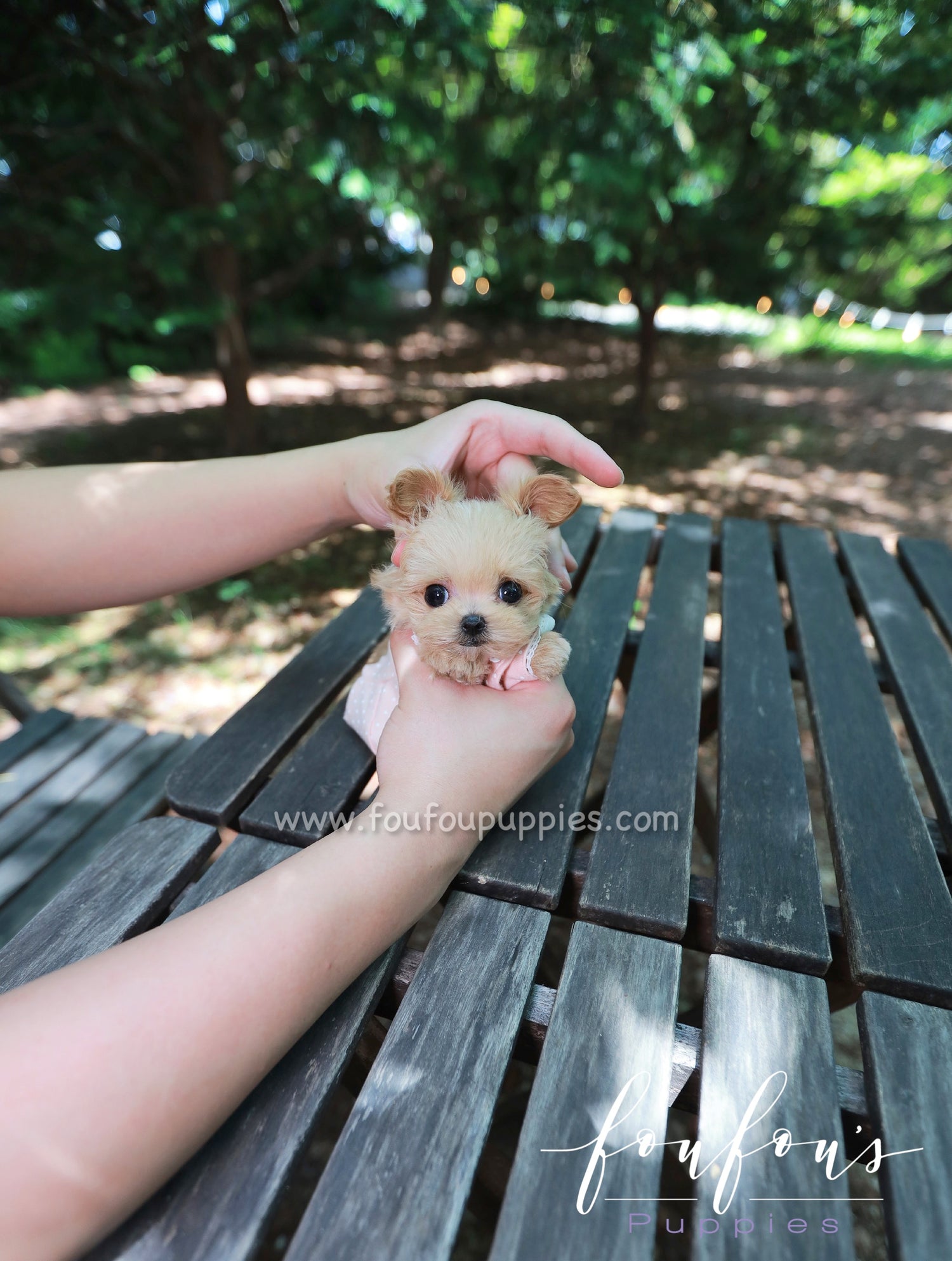 Pixie - Maltipoo F.