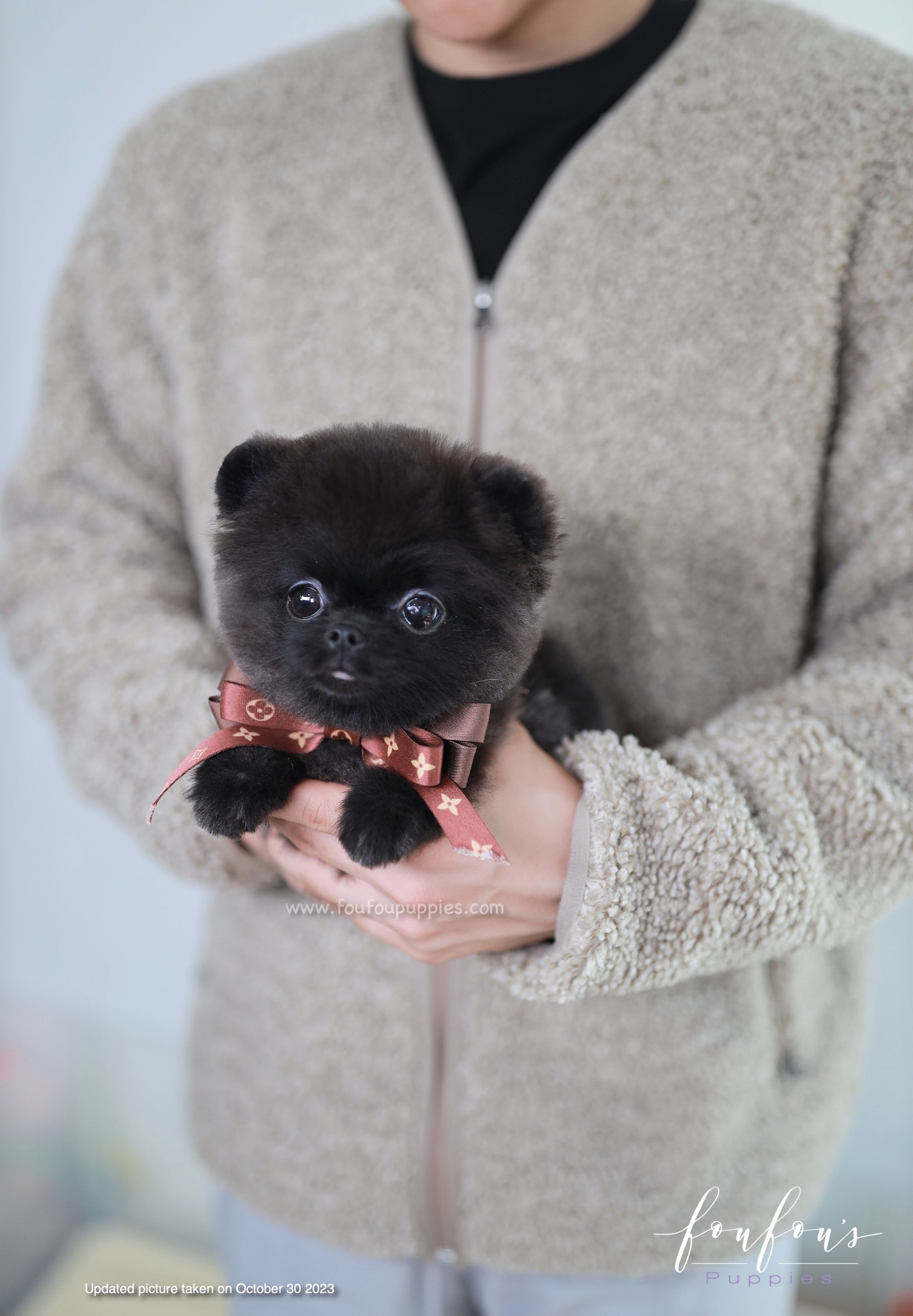 Teacup teddy hotsell bear pomeranian