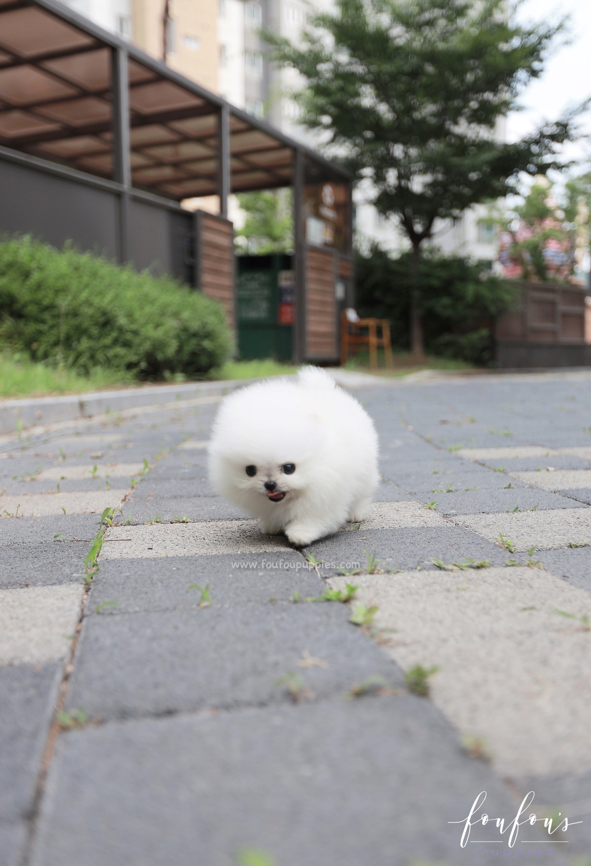 Sushi - Pomeranian M.