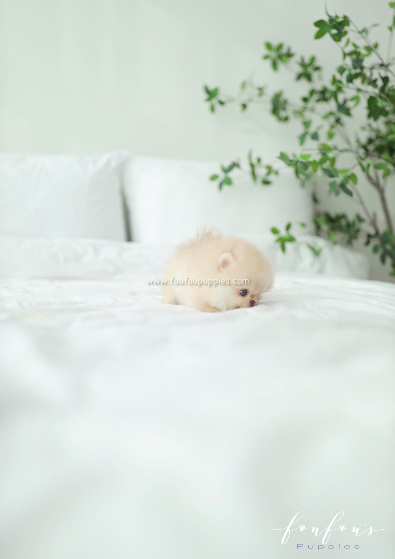 Coco - Pomeranian F.