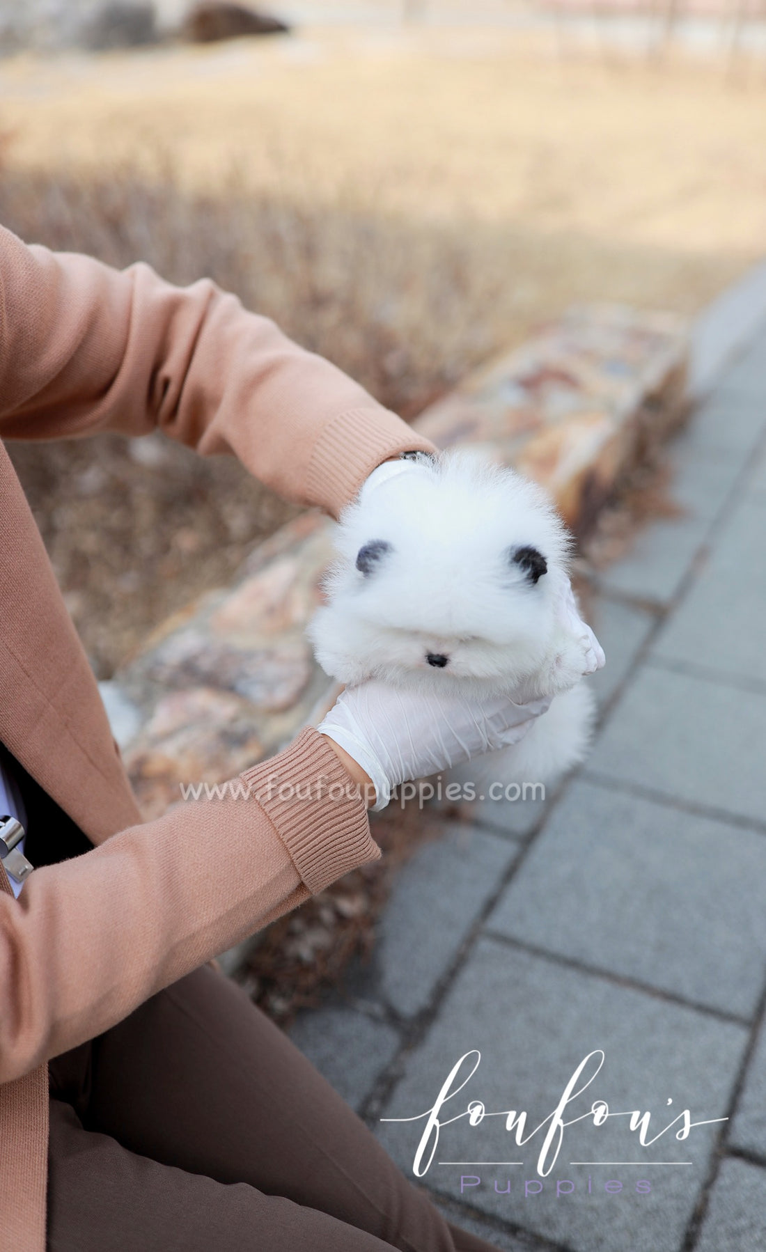 Minou - Pomeranian F.