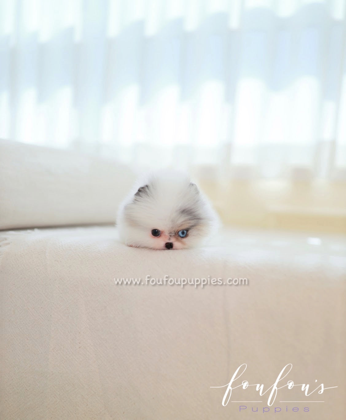 Amara - Pomeranian F.