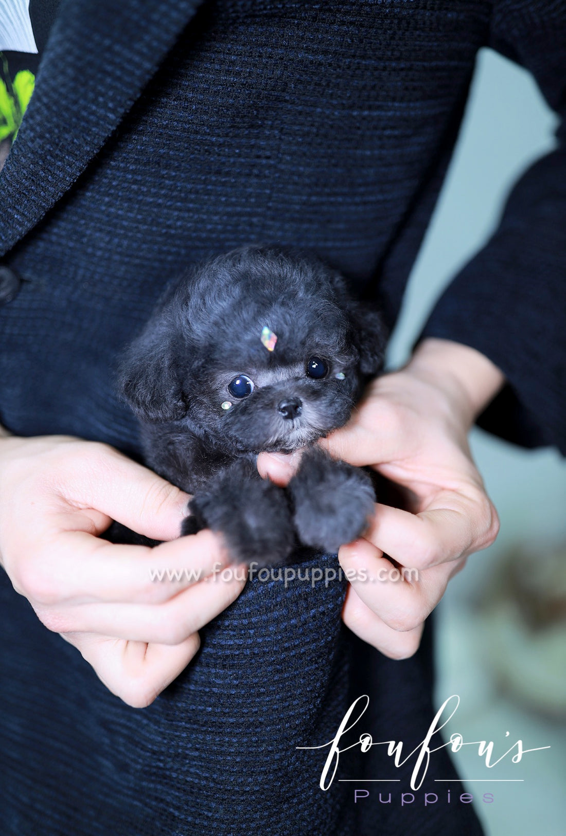 Gem - Poodle F. -