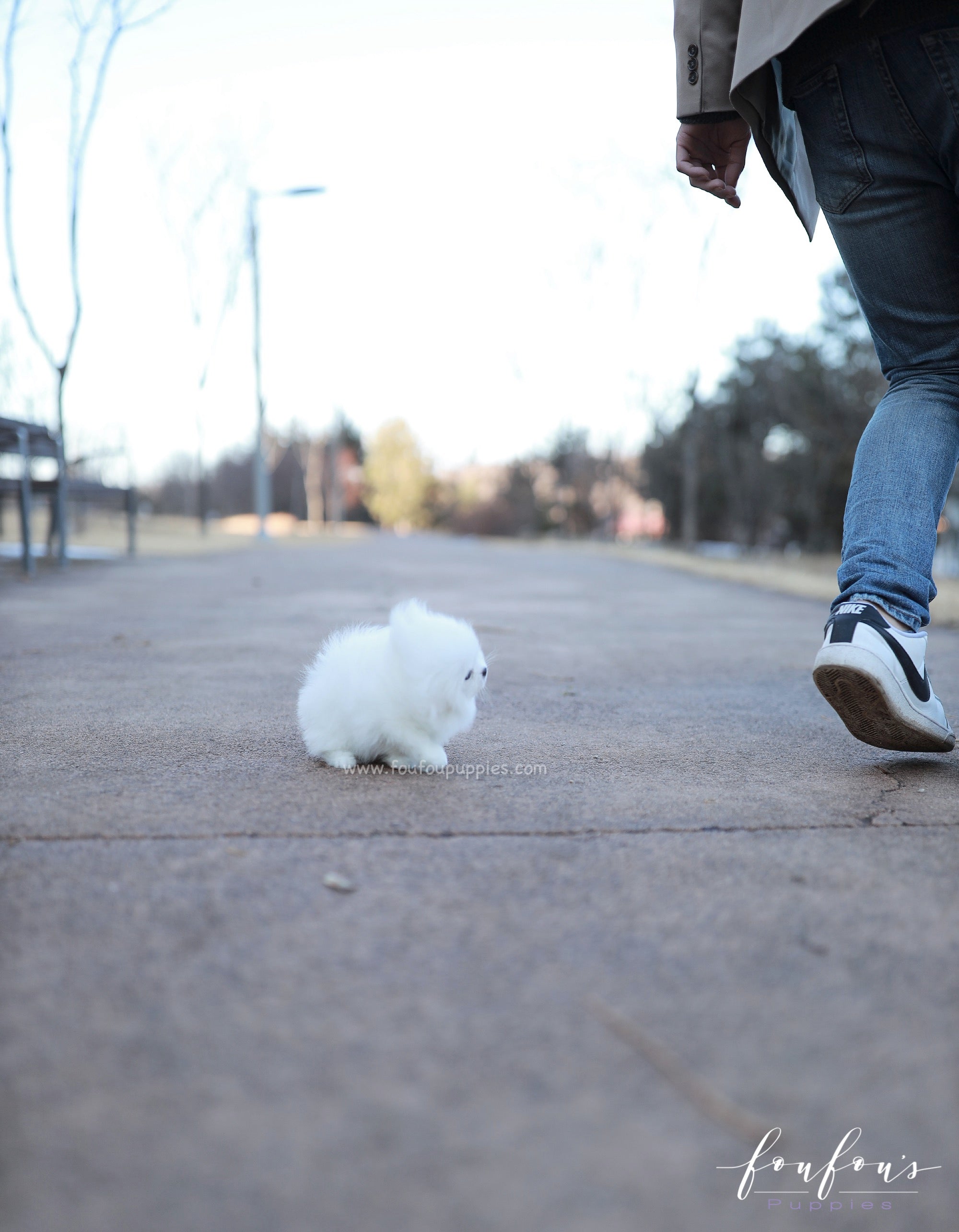 Belle - Pomeranian F.