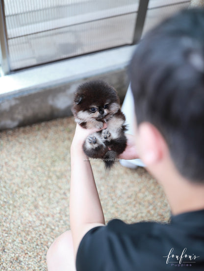 Bubba - Pomeranian M.