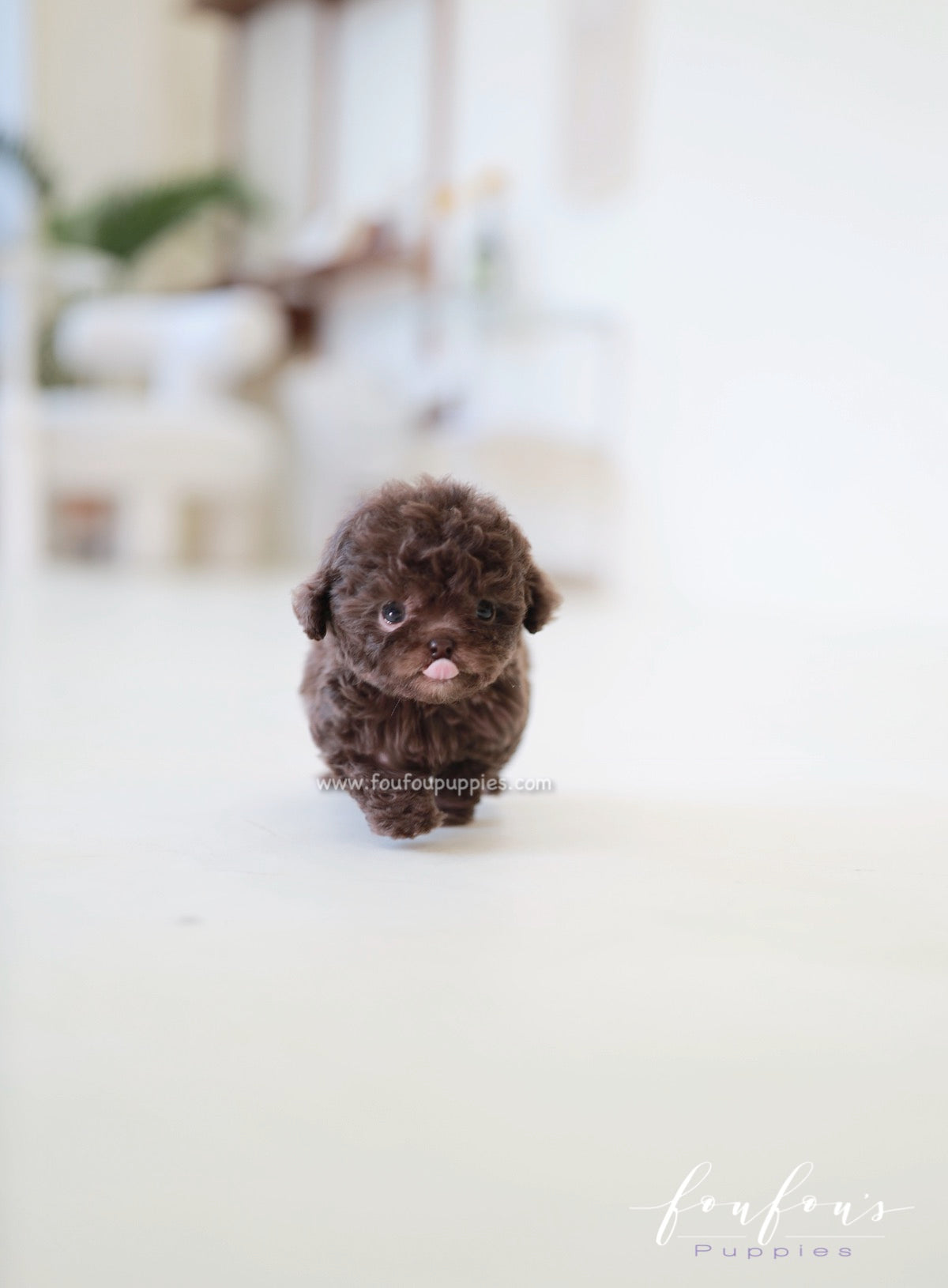 Buy cinnamon micro sales poodle