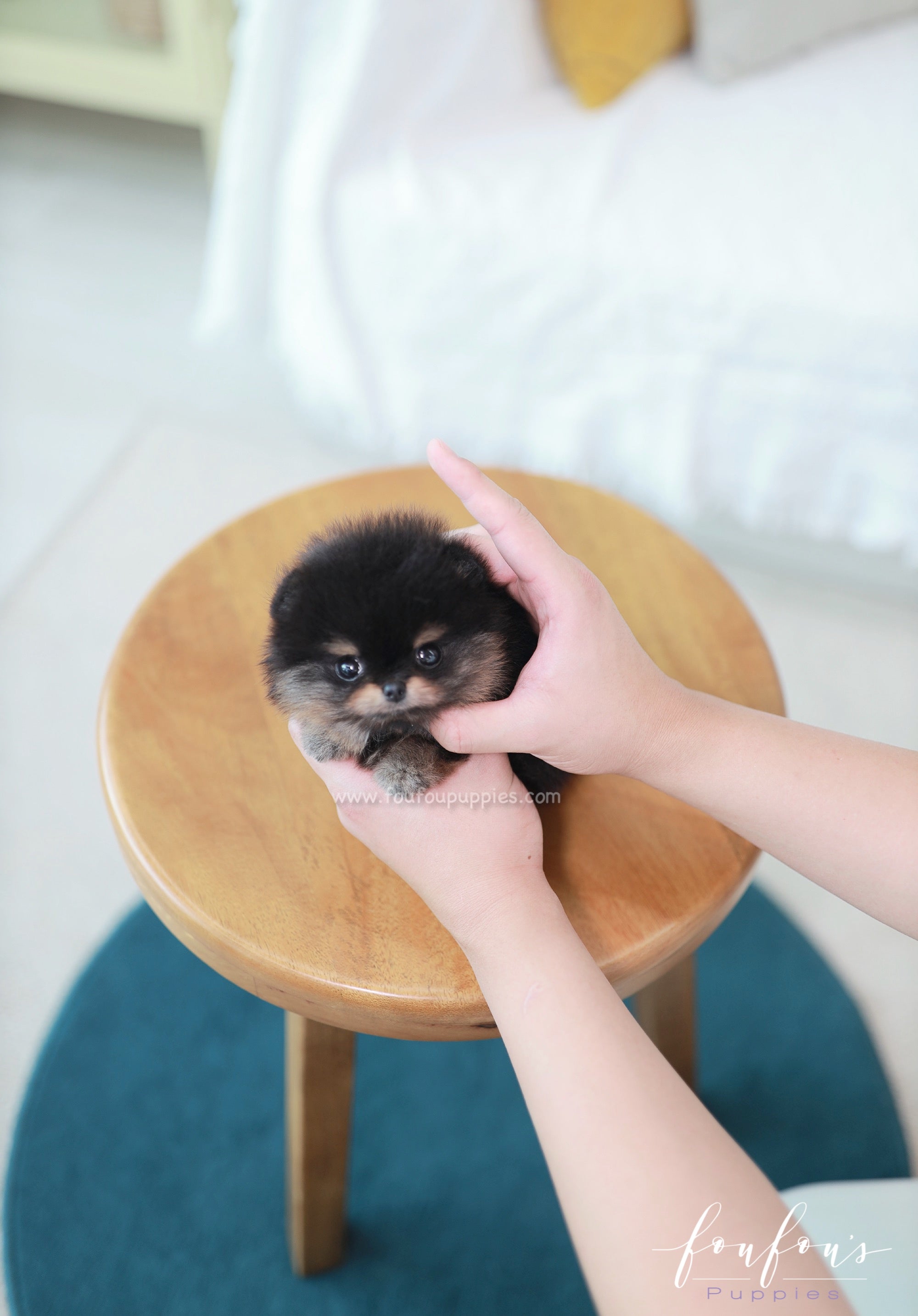 Teeny - Pomeranian M.