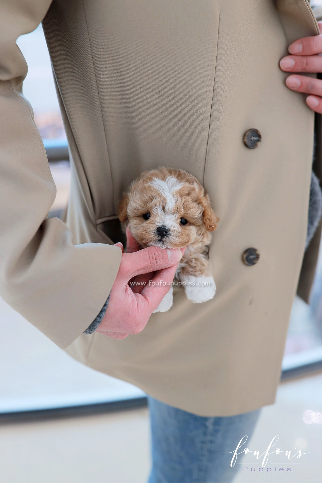 YogiBear - Maltipoo M.