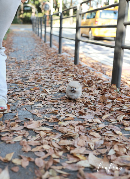 Puffball - Pomeranian M.