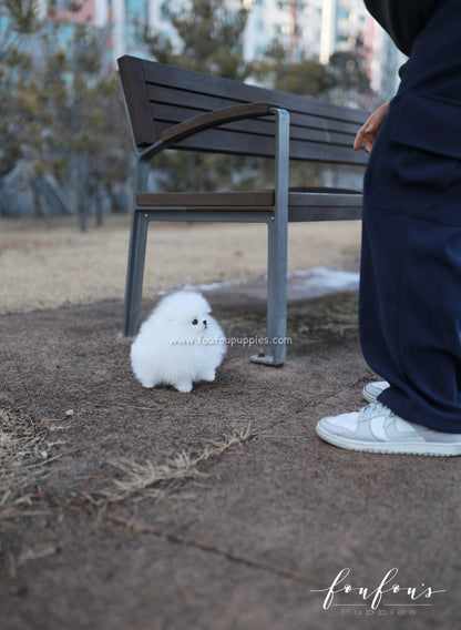 Belle - Pomeranian F.