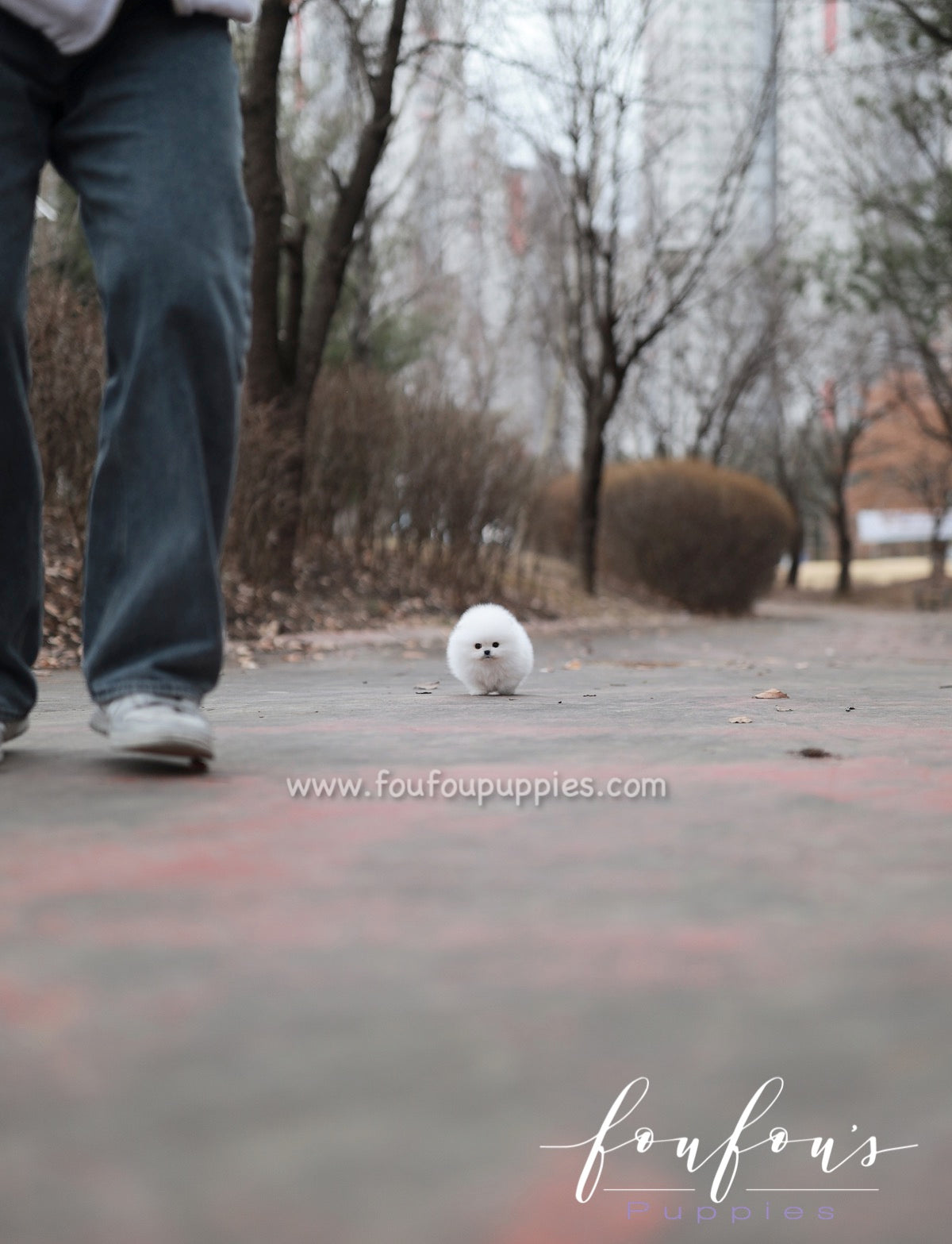 Marshmallow - Pomeranian F.