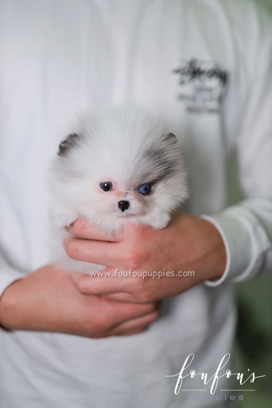 Amara - Pomeranian F.