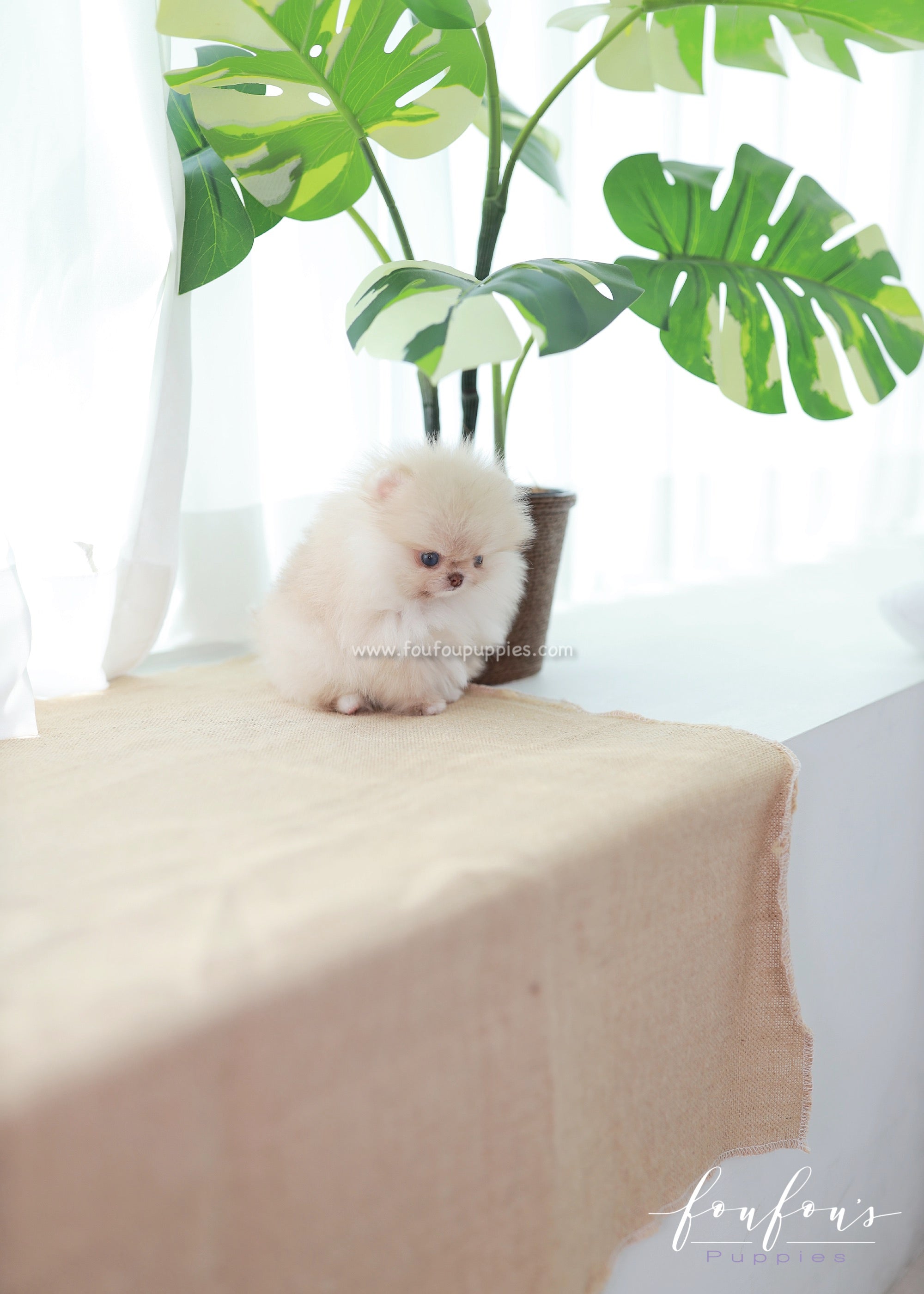 Coco - Pomeranian F.