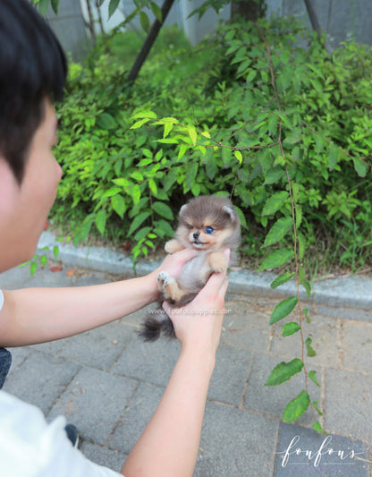 Azure - Pomeranian M.