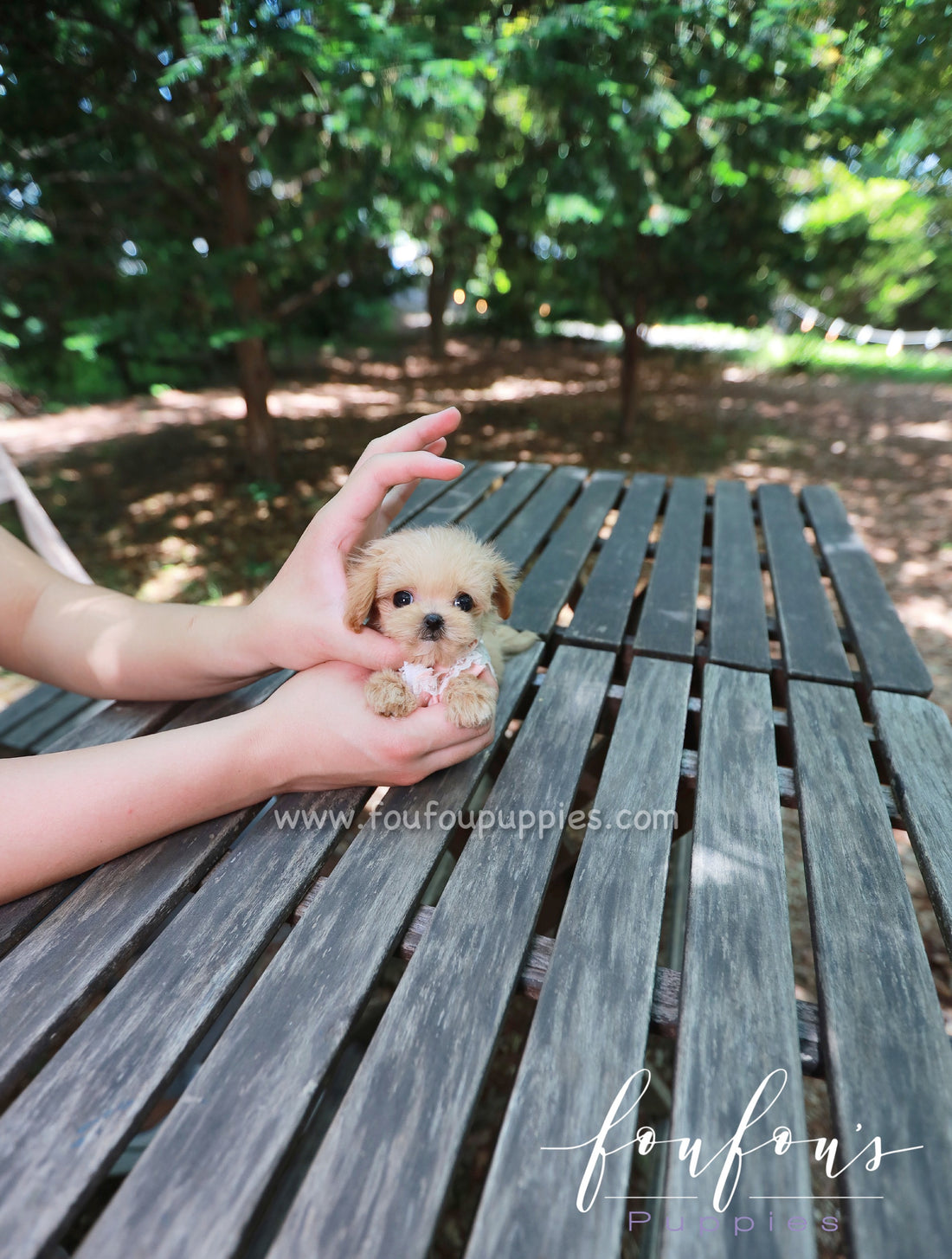 Pixie - Maltipoo F.