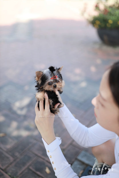 Louis - Yorkshire Terrier M.