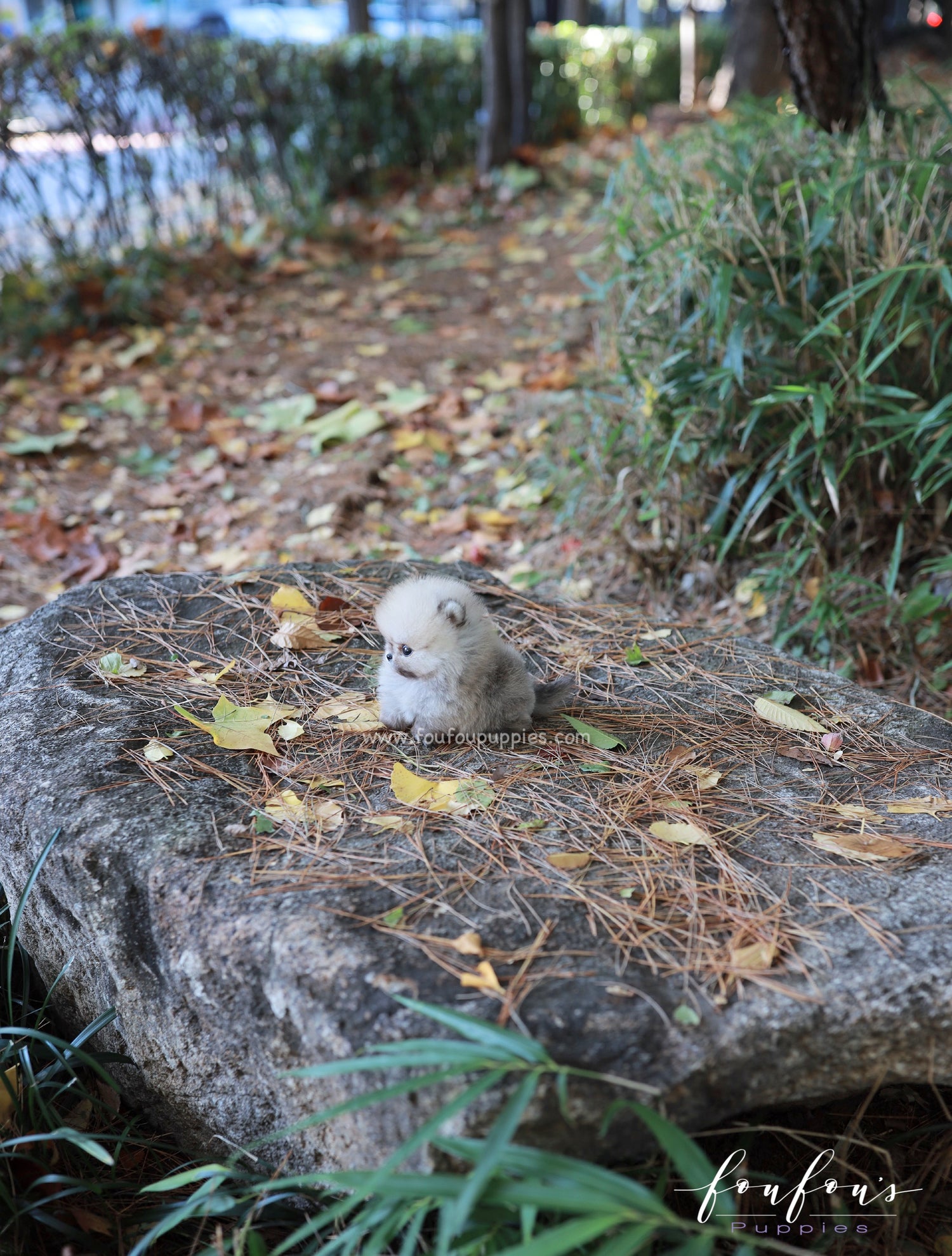 Puffball - Pomeranian M.