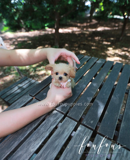 Pixie - Maltipoo F.