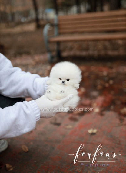 Marshmallow - Pomeranian F.