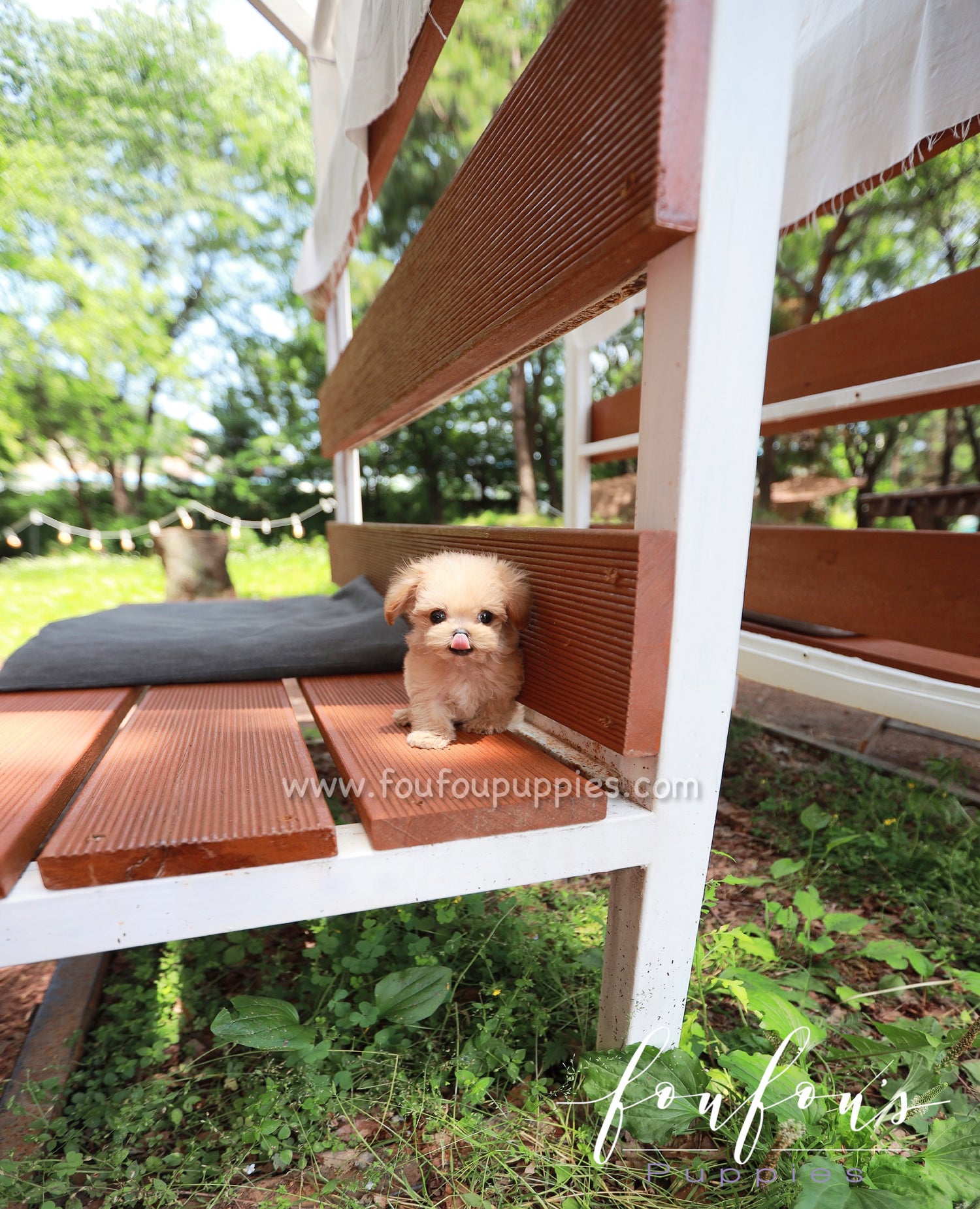 Pixie - Maltipoo F.