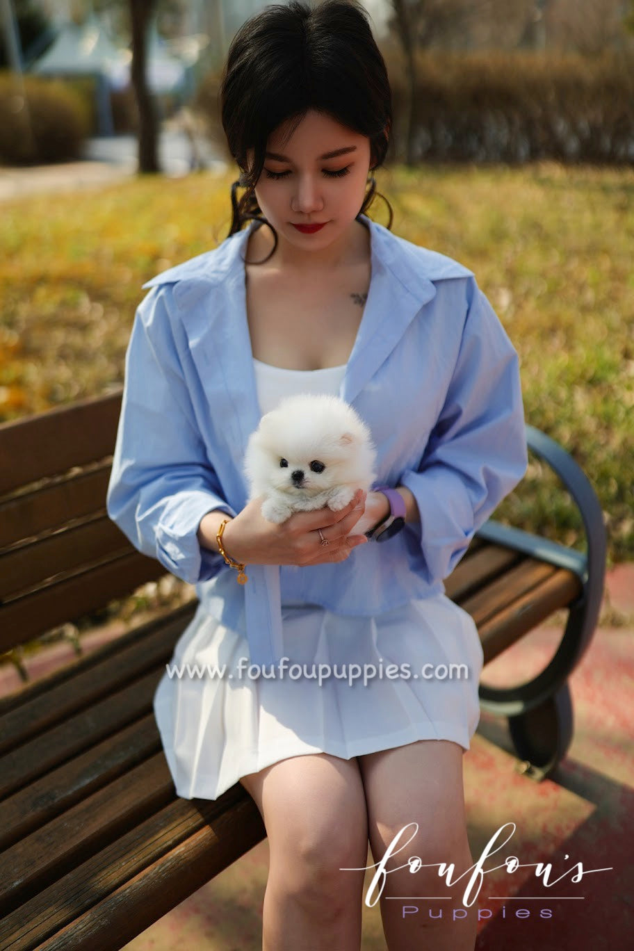 Bijou - Pomeranian F.