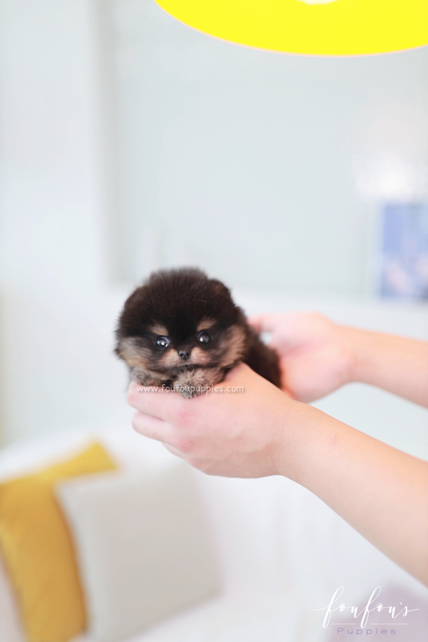 Teeny - Pomeranian M.