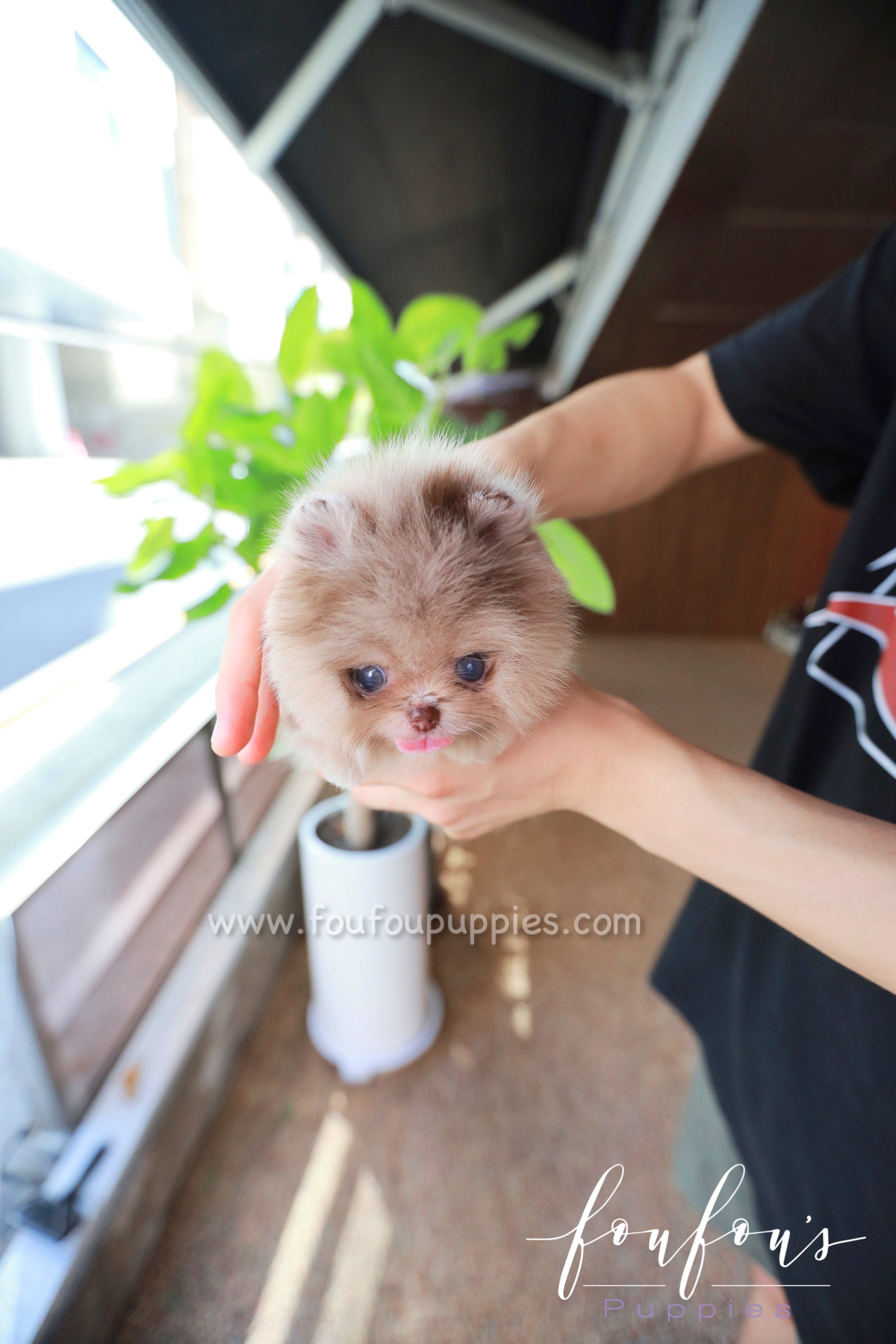 Candy - Pomeranian F.