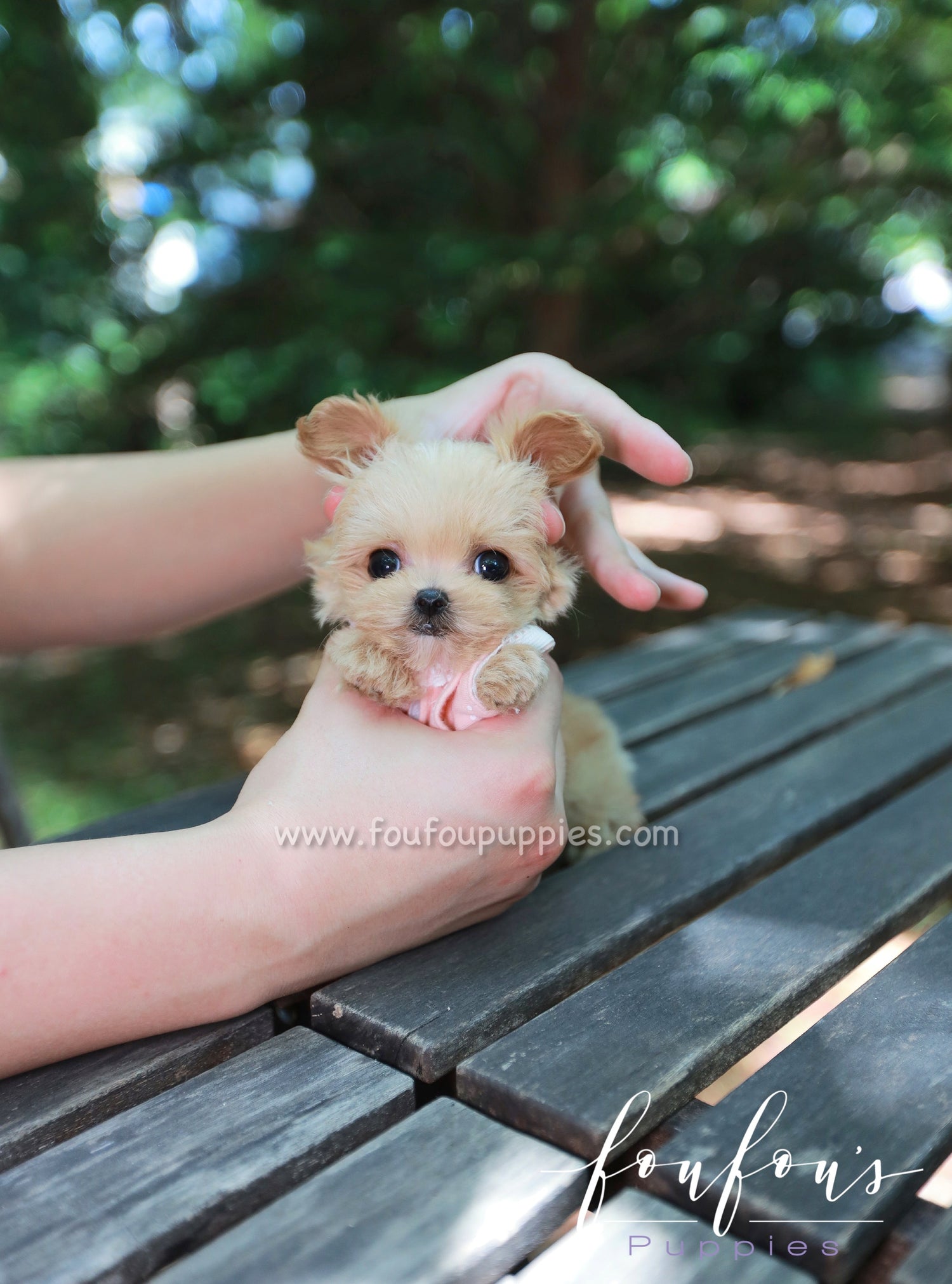 Pixie - Maltipoo F.