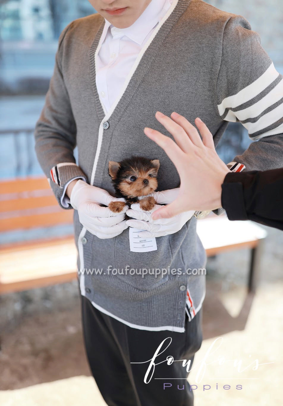 Tom - Yorkshire Terrier M.