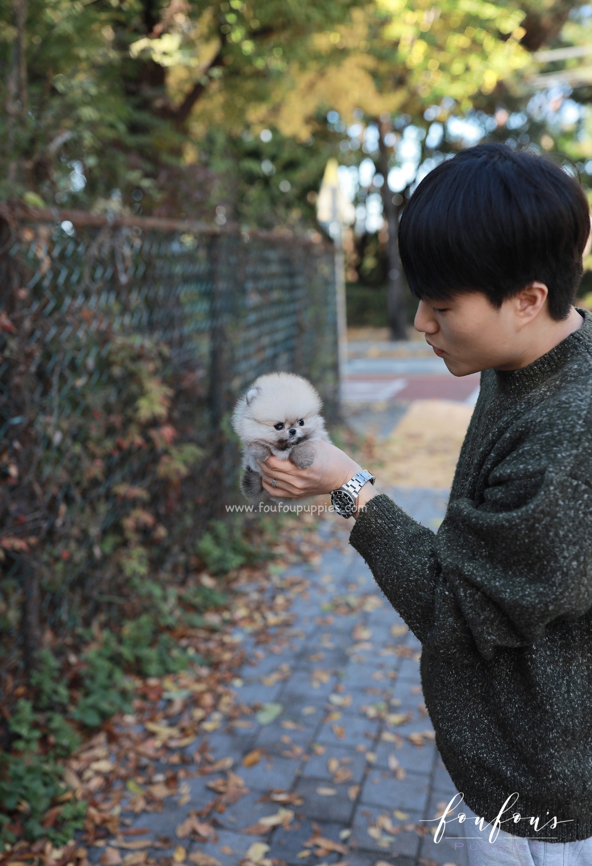 Puffball - Pomeranian M.