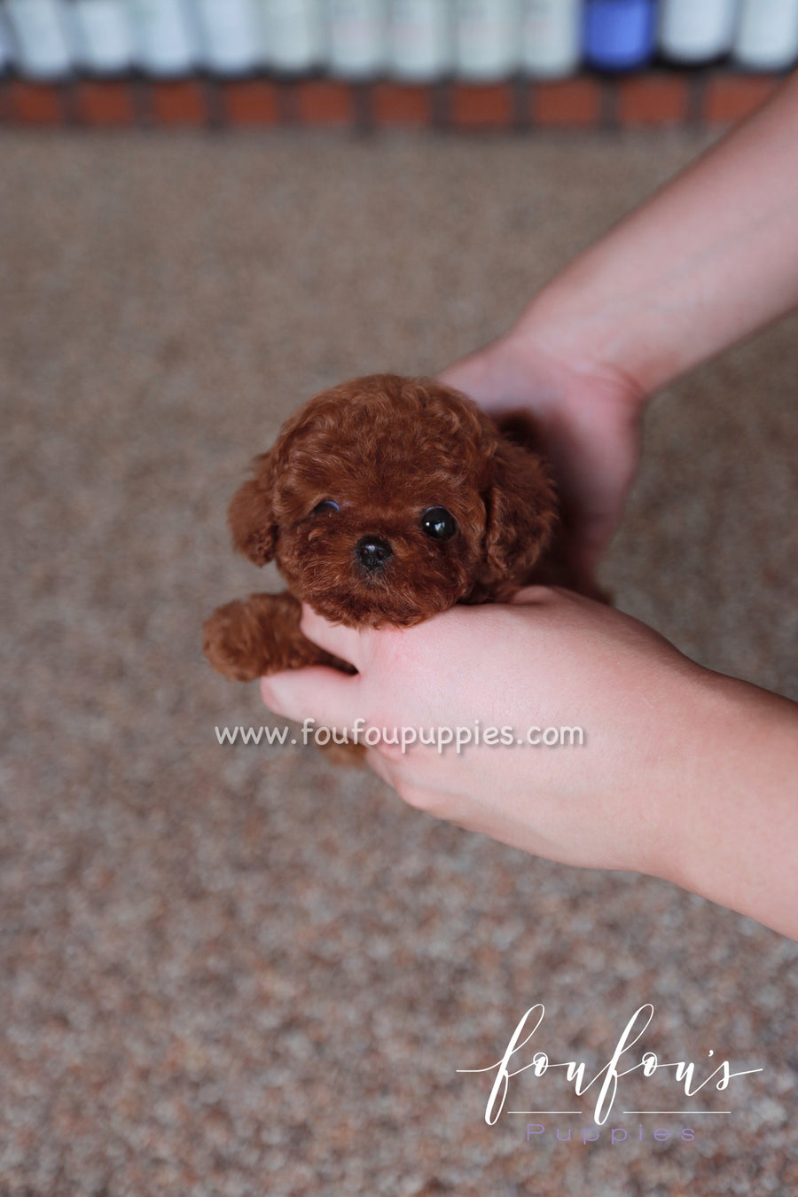 Toby - Poodle M.