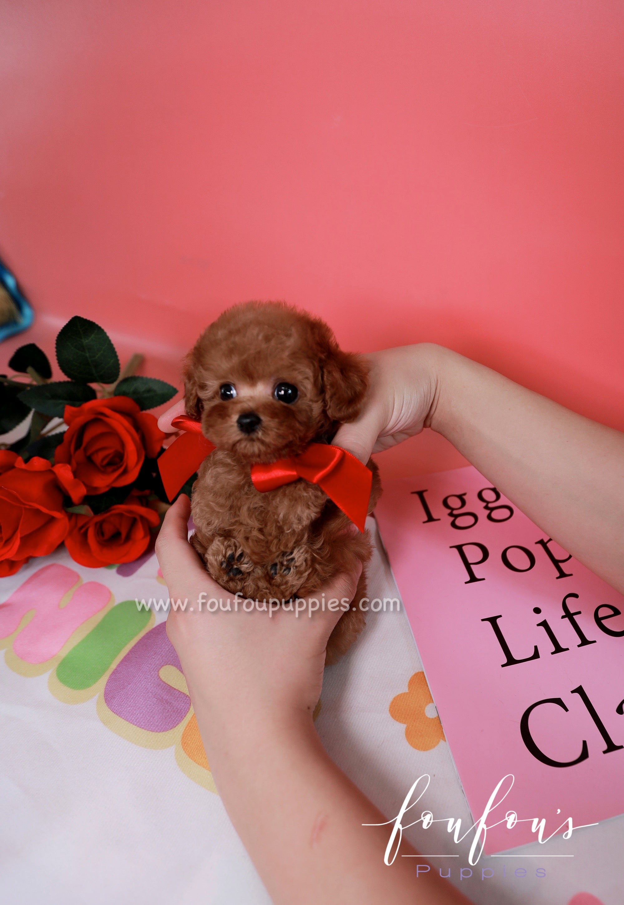 Micro tiny teacup outlet poodle