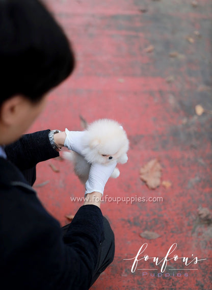 Amore- Pomeranian F.