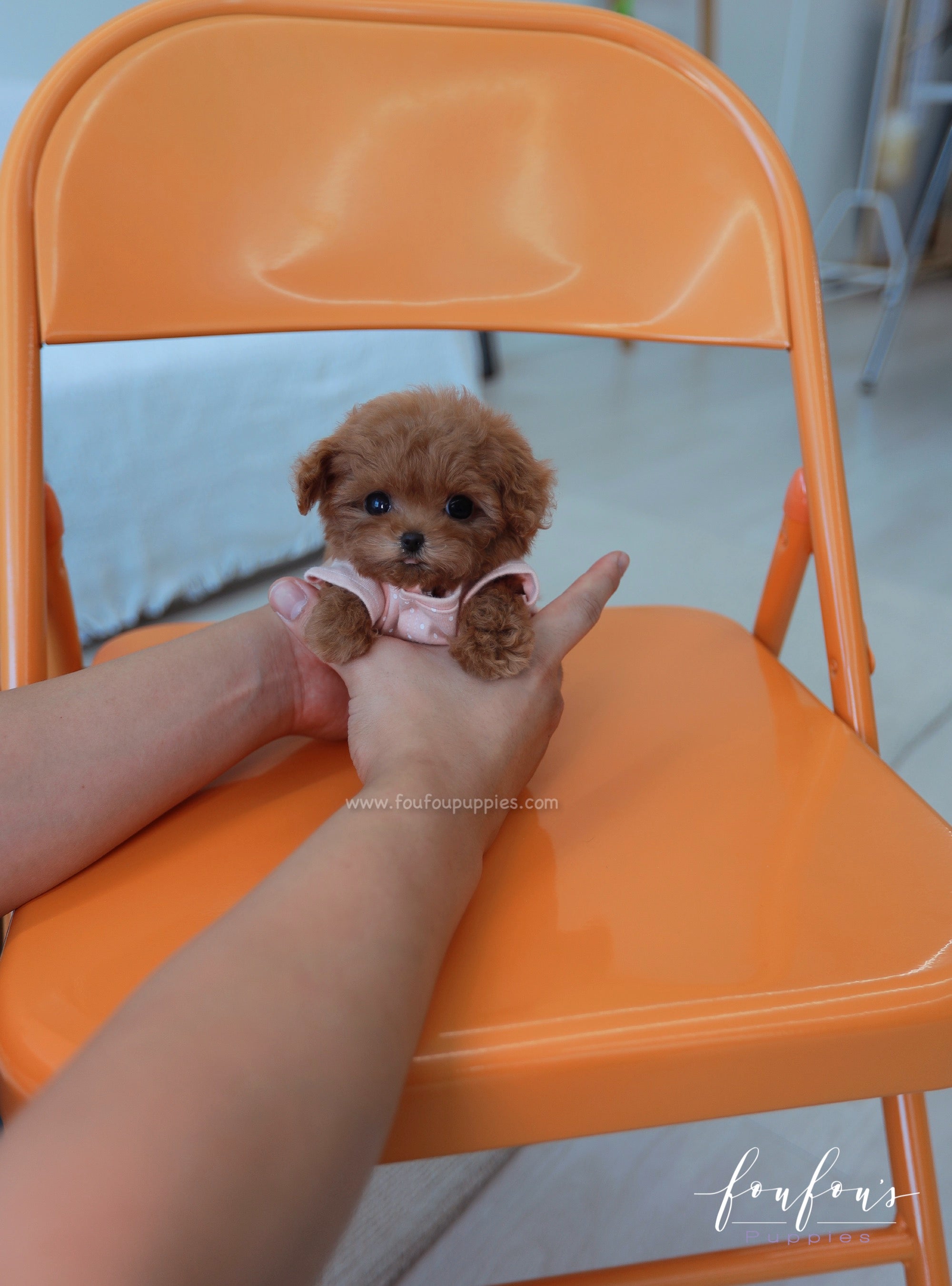 Cinnamon micro sales poodles for sale