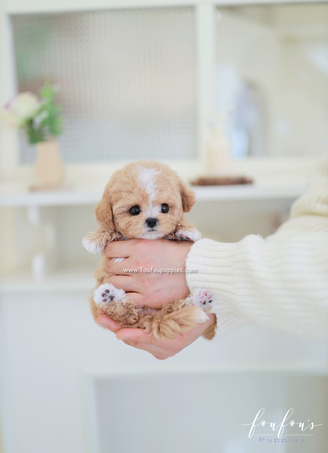 SugarPlum - Maltipoo F.